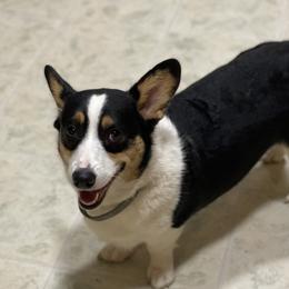 Georgia - Pembroke Welsh Corgi