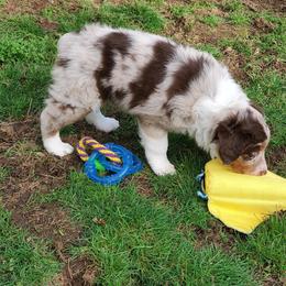 Australian Shepherd Puppies from Farmstead Aussies