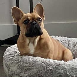 French Bulldog All Grown Up from Frenchies On The Hill LLC