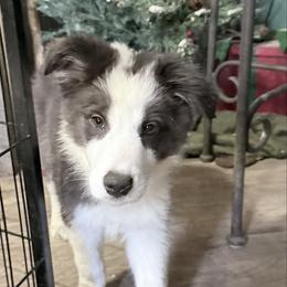 Scout - Seal male Border Collie puppy in Guffey, Colorado from Sunset Ridge