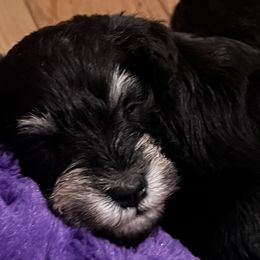 Miniature Schnauzer Puppies from Kani Miniature Schnauzers