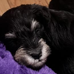 Miniature Schnauzer Puppies from Kani Miniature Schnauzers