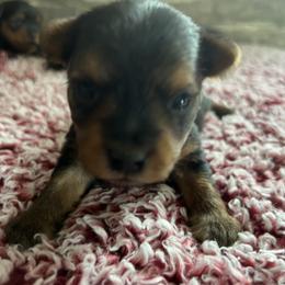 Rose - Black and tan female Yorkshire Terrier puppy in Osseo, Michigan from Smiths Fluffy butts