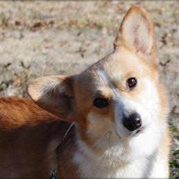 Merci - Pembroke Welsh Corgi