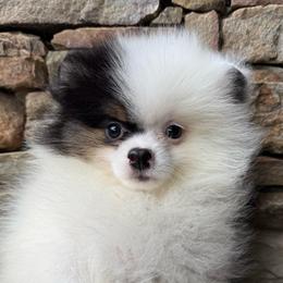 Hattie - Tri-colored female Pomeranian puppy in Zionville, North Carolina from Shaner Poms
