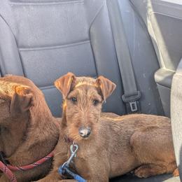 Light Blue - Red female Irish Terrier puppy in Spring Valley, Minnesota from Back Country Terriers