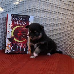 Bryce - Black female Pomsky puppy in Sumter, South Carolina from Emerald Skies Pomskies