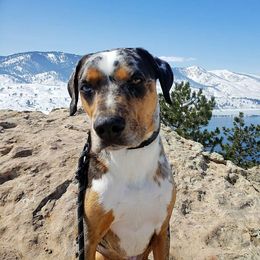 Catahoula Leopard Dog Puppies from ZM Catahoulas