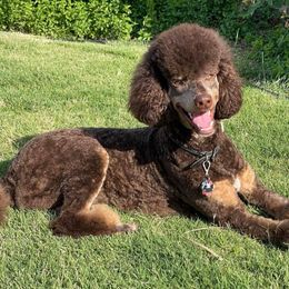Miles CGC TKN - Poodle
