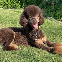Miles CGC TKN - Poodle