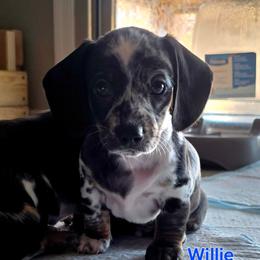 Willie - Dapple male Dachshund puppy in Buckeye, Arizona from Sweetwater Dachshunds