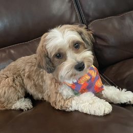 Harper - Havanese