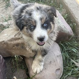 Australian Shepherd Puppies from Bears Paw Aussies