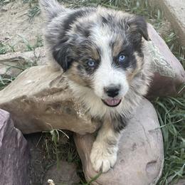 Australian Shepherd Puppies from Bears Paw Aussies