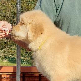 Pup sits on a whistle ,whistle recalls,  on live birds, will be a dual dog hall of fame, started on backs for blinds plus basic obedience - Golden male Golden Retriever puppy in Frostproof, Florida from Cashmere Golden Retrievers