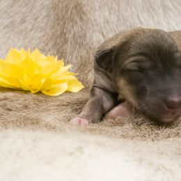 Silken Windhound Puppies from Silken Agents of CSBeck