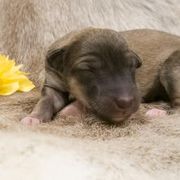 Silken Windhound Puppies from Silken Agents of CSBeck