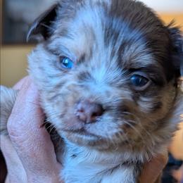 Agate - Merle male Chihuahua puppy in Casper, Wyoming from Coffey Chihuahua Café