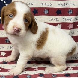 Sage girl 4 - White and orange female Brittany puppy in Floyd Knobs, Indiana from Cross Creek Brittanys