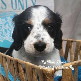 Robin - Piebald male Dachshund puppy in Leesburg, Florida from Mini Doxie Mischief Makers