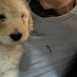 Banner, yellow collar LOUIS - Cream male Poodle puppy in Lebanon, Ohio from Lucky's Legacy