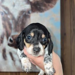 Cindy Lou - Black and cream female Dachshund puppy in Goldthwaite, Texas from Mini Mama Dachshunds