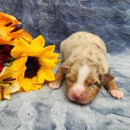 RMF - Red merle female Miniature Australian Shepherd puppy in Sandown, New Hampshire from Ashby Lou Aussies