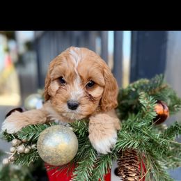 Rudolph - Apricot male Cavapoo puppy in Bozrah, Connecticut from Cedar Creek Farm