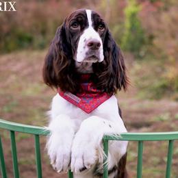 Beaatrix - English Springer Spaniel