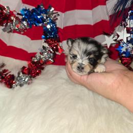 Bonnie - Blue merle female Pomeranian puppy in Buckeye, Arizona from BL Poms Heaven