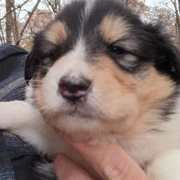 Girl1 Perfect markings Tri - Black white and tan female Collie puppy in Salem, Indiana from Living Blessed Collies