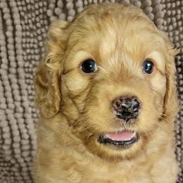 Grasshopper - Red  male Goldendoodle puppy in Beecher, Illinois from Erica’s Doodles