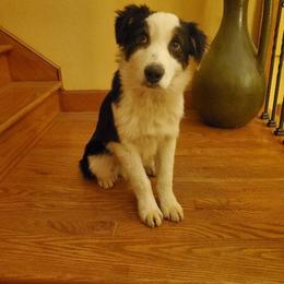 Grover - Black tri-color male Australian Shepherd puppy in Rossville, Tennessee from GoodSprings Aussies