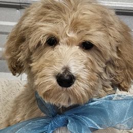 Boy  1 blue boy - Goldendoodle puppy from Kat's Teddydoodles