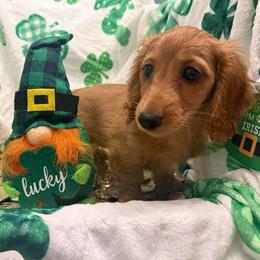 Ruby- ee Red Female - Red female Dachshund puppy in Cutler Bay, Florida from Dadecounty’s Dachshunds