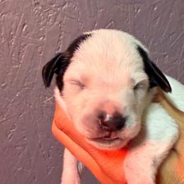 Porter - White and black male Dalmatian puppy in Newfoundland, Pennsylvania from Poconopaws