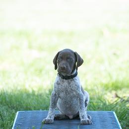German Shorthaired Pointer and Vizsla Puppies from Nosam Kennels