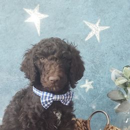 Poodle Puppies from Krystyana's Poodles