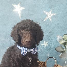 Poodle Puppies from Krystyana's Poodles