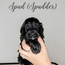 Bernedoodle Puppies from Willow Creek Farm