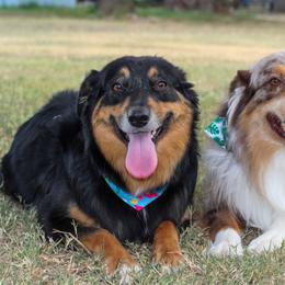 Australian Shepherd puppies from AW Standard Aussies