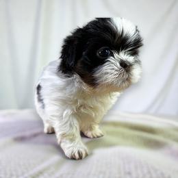 AKC-Miranda - Chocolate female Shih Tzu puppy in Mooresville, North Carolina from Juji Shih Tzu