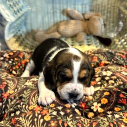 Ace - Black white and tan male Beagle puppy in Meridianville, Alabama from Spear Haven Beagles (formerly Spear Lake Beagles)