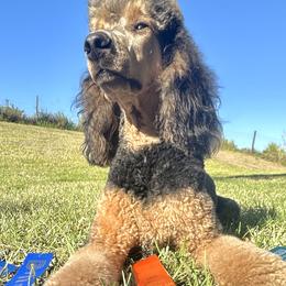 Poodles from Shieldwall Kennels