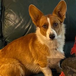 Dixie - Cardigan Welsh Corgi