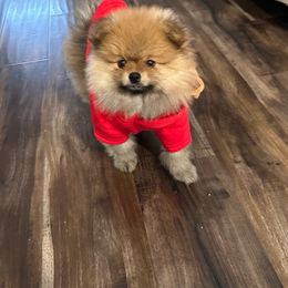 Enzo - Pomeranian