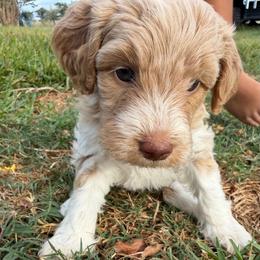 Red parti girl - Parti female Double Doodle puppy in Yoakum, Texas from The Scott’s Dood Ranch