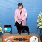 Harmony - Schipperke