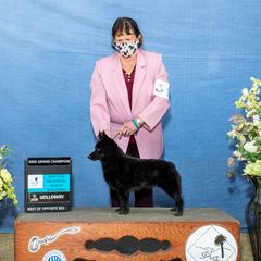 Harmony - Schipperke