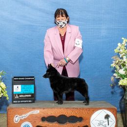 Harmony - Schipperke